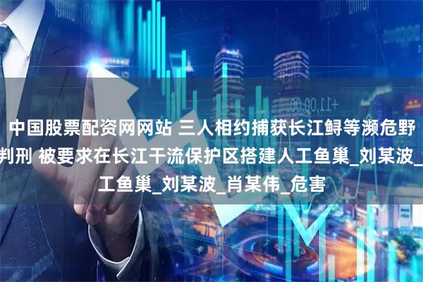 中国股票配资网网站 三人相约捕获长江鲟等濒危野生动物 均被判刑 被要求在长江干流保护区搭建人工鱼巢_刘某波_肖某伟_危害